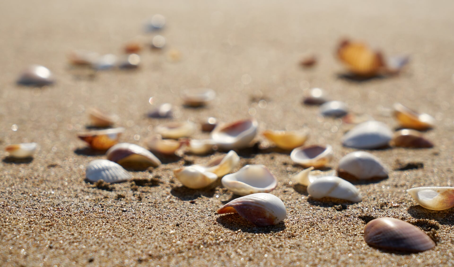 Natuurlijk zijn er schelpen te vinden op het strand, maar het zand herbergt nog veel meer.