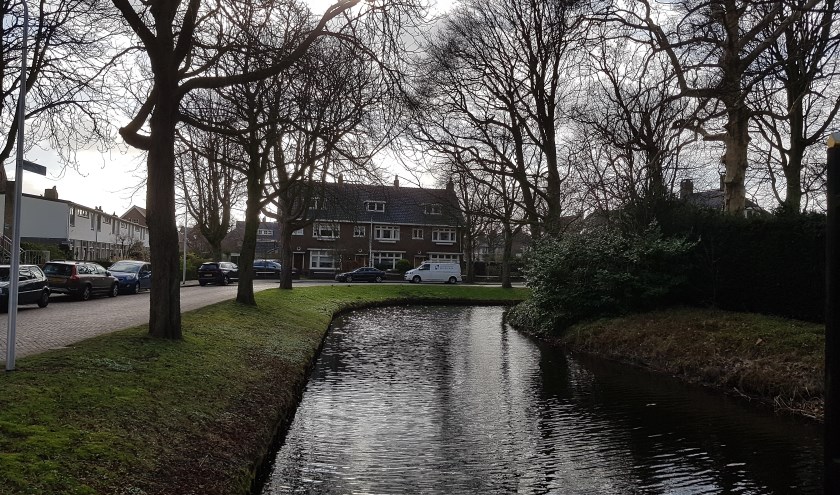 De bomen in de Prins Hendriklaan. | Foto: archief