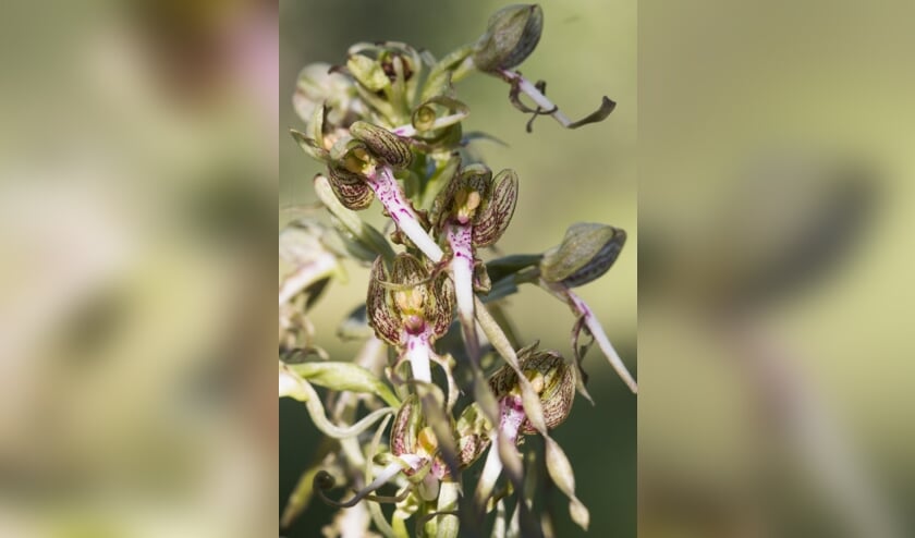 Bokkenorchis. | Foto: Mark Kras