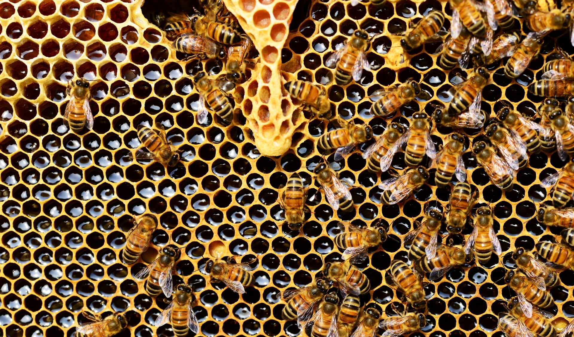 De honing is bedoeld als wintervoorraad. De imkers geven daarom suikerwater terug aan de bijen. 