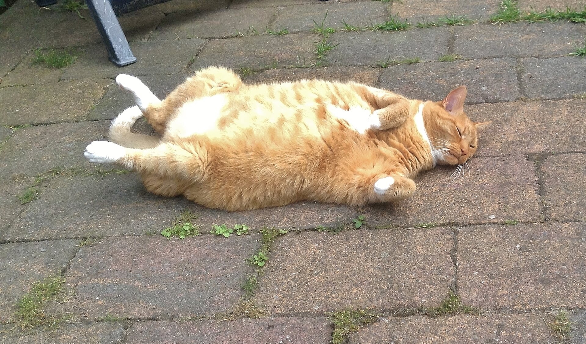 De kat van de heer Caminada uit Oegstgeest probeert wat hitte kwijt te raken in deze warme dagen.