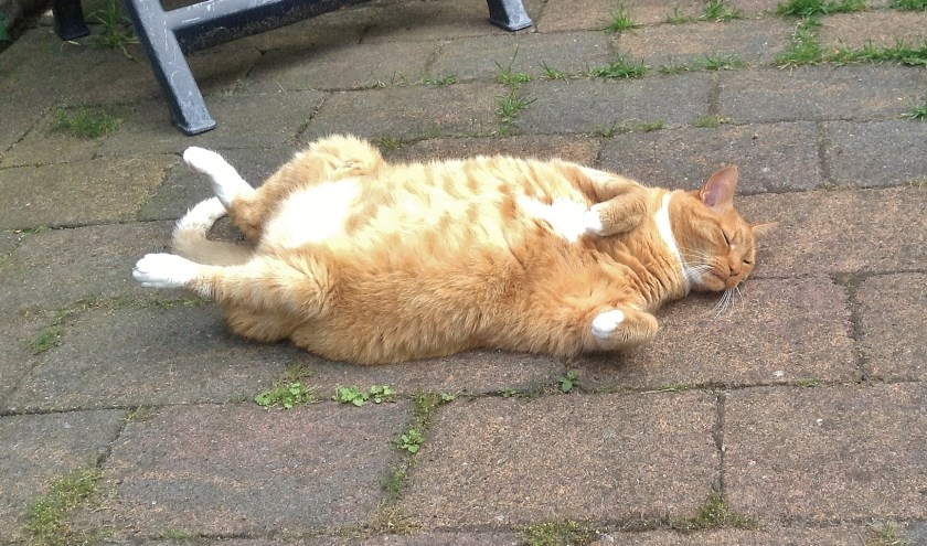 De kat van de heer Caminada uit Oegstgeest probeert wat hitte kwijt te raken in deze warme dagen.