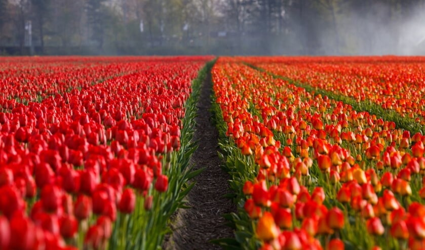 Het kenmerkende landschappelijke karakter van de Bollenstreek moet behouden blijven.