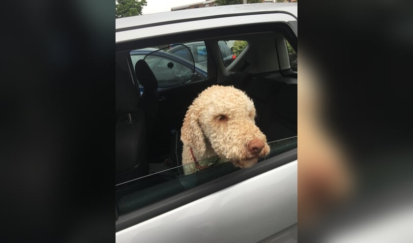 Een hond in de auto laten? Dan in ieder geval met een raampje open! | Foto: Cri