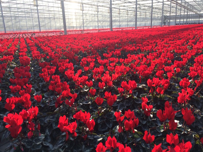 Een kas vol bloeiende cyclamen.