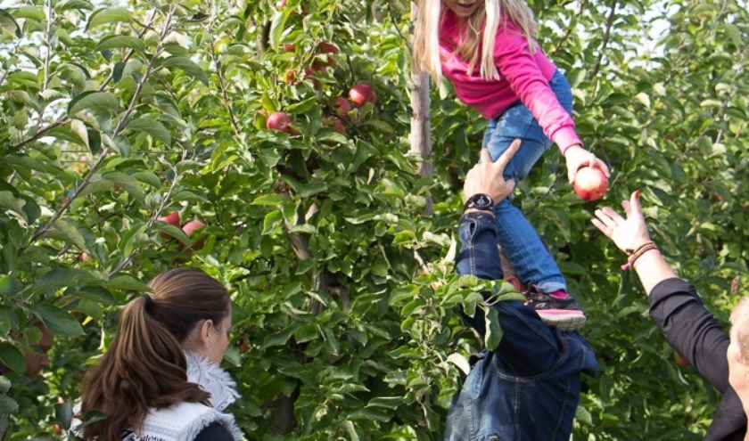 Je eigen fruit plukken. | Foto: PR