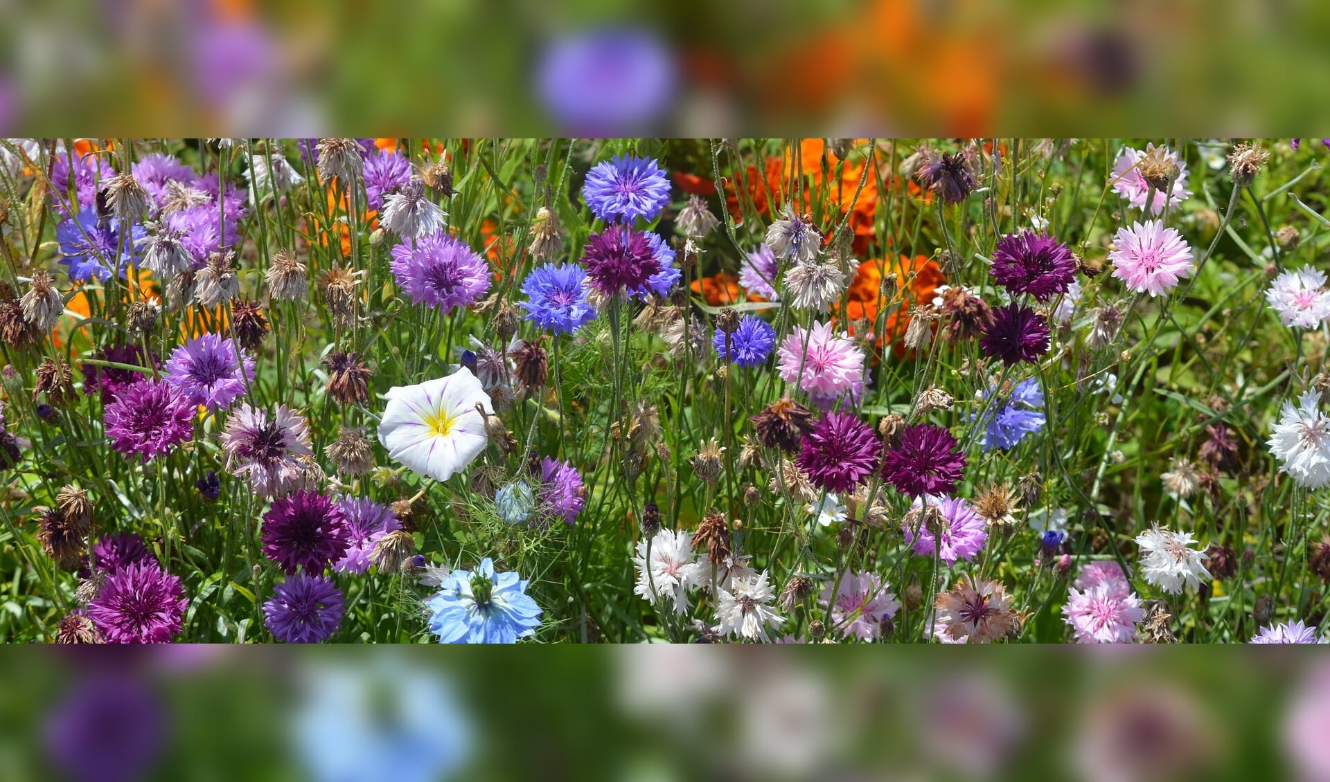 Met bloembommetjes zorg je voor een grote diversiteit aan kleurrijke bloemen. Dat doet vlinders en bijen plezier.