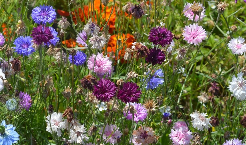 Met bloembommetjes zorg je voor een grote diversiteit aan kleurrijke bloemen. Dat doet vlinders en bijen plezier.