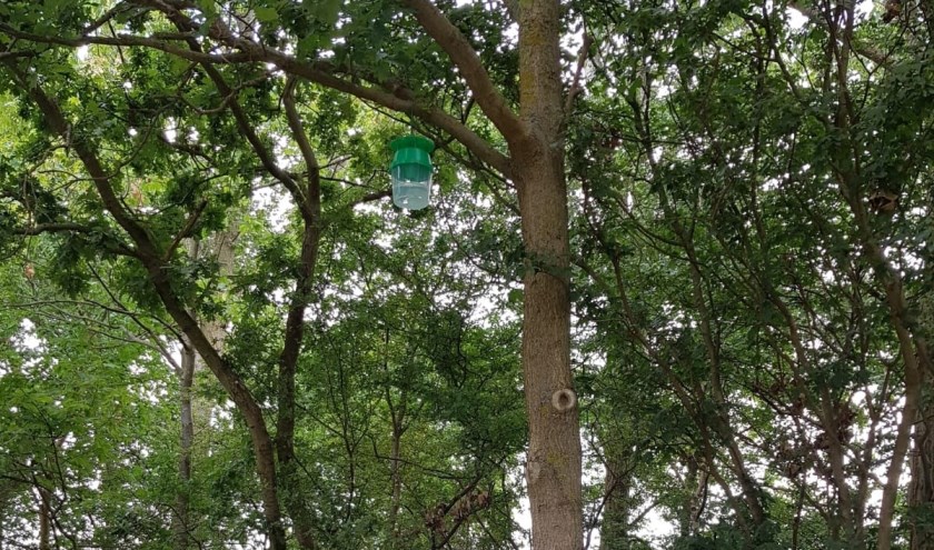 Op verschillende plekken in Noordwijkerhout en De Zilk hangen de vallen inmiddels. | Foto: gemeente Noordwijk