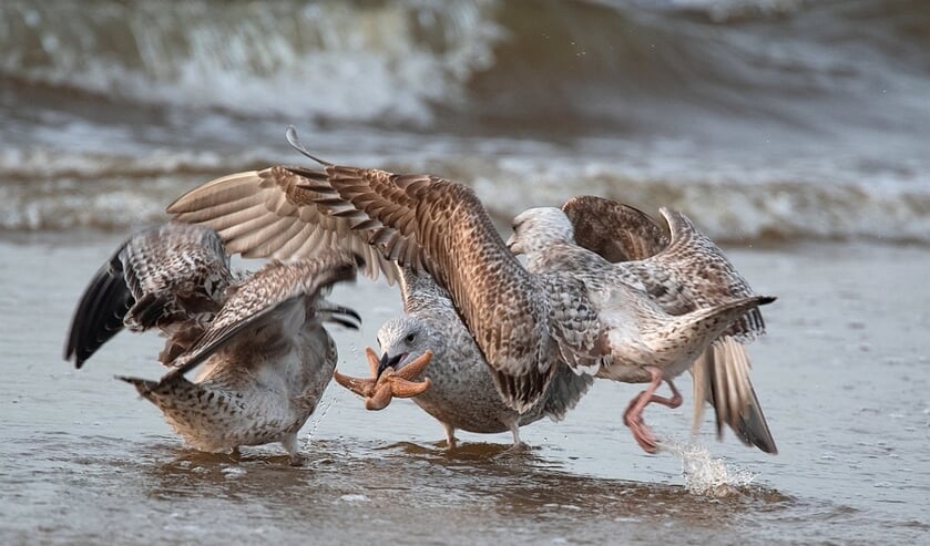 Foto: Fotogroep Katwijk