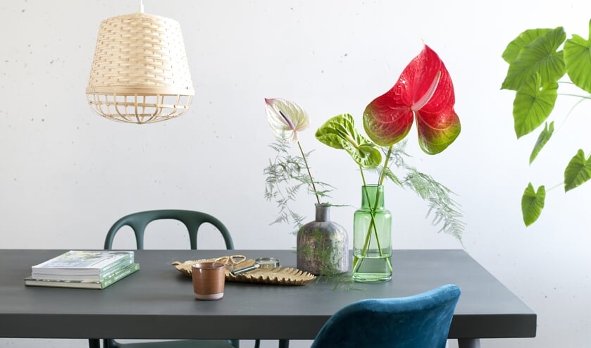 anthurium