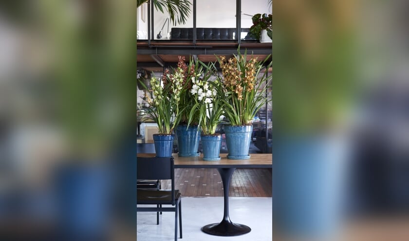 Styling Elize Eveleens - Klimprodukties