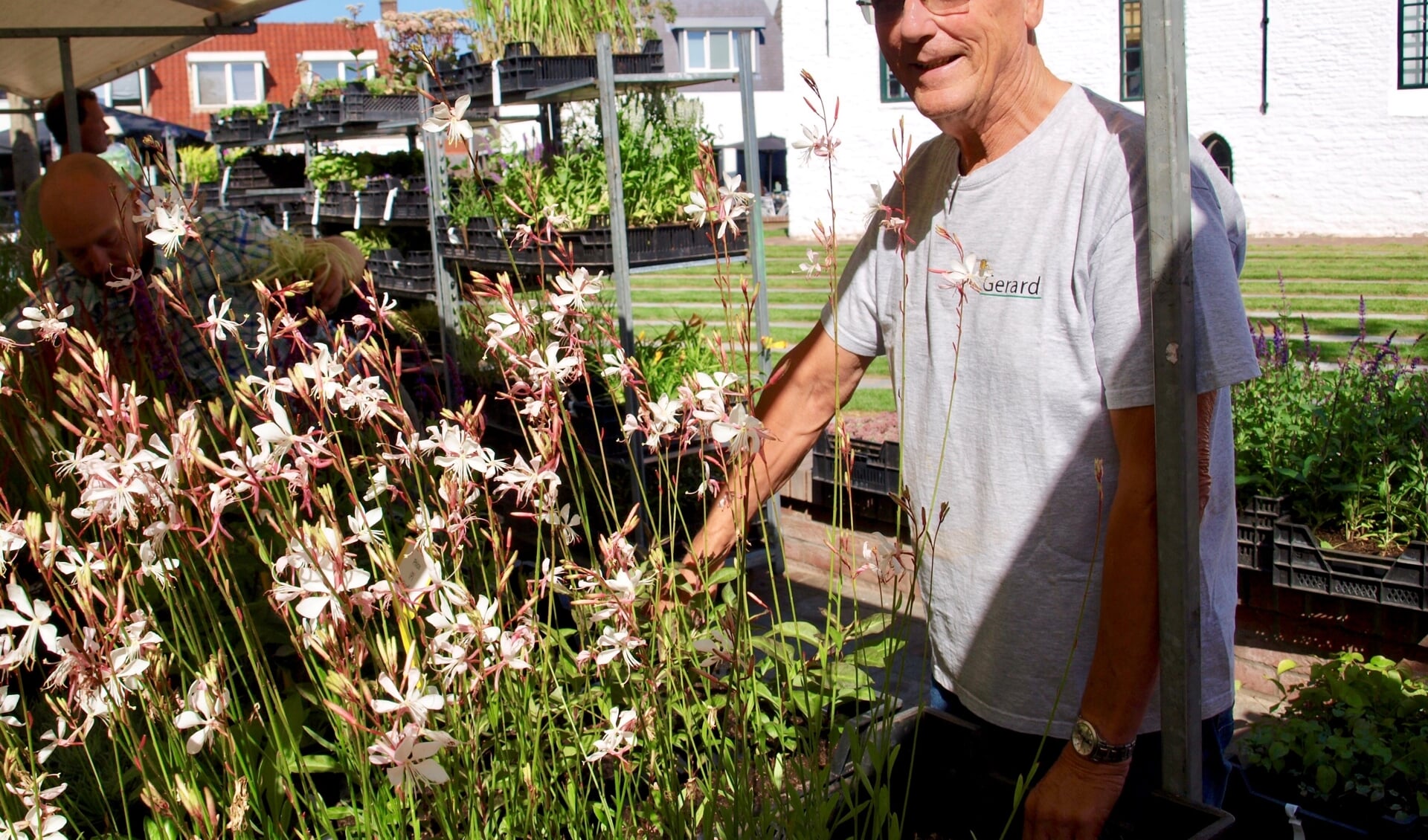 Gerard Rotteveel bij de populaire, bloeiende Gaura's (foto Piet de Boer)