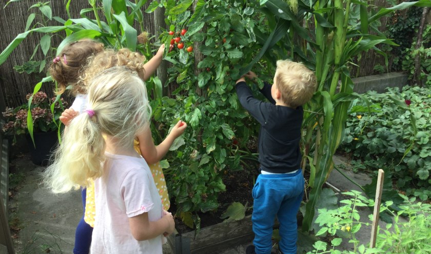De kinderen van de Skol-opvang Nassaupark konden tomaten, frambozen, tuin- en sperziebonen uit de eigen moestuin oogsten.