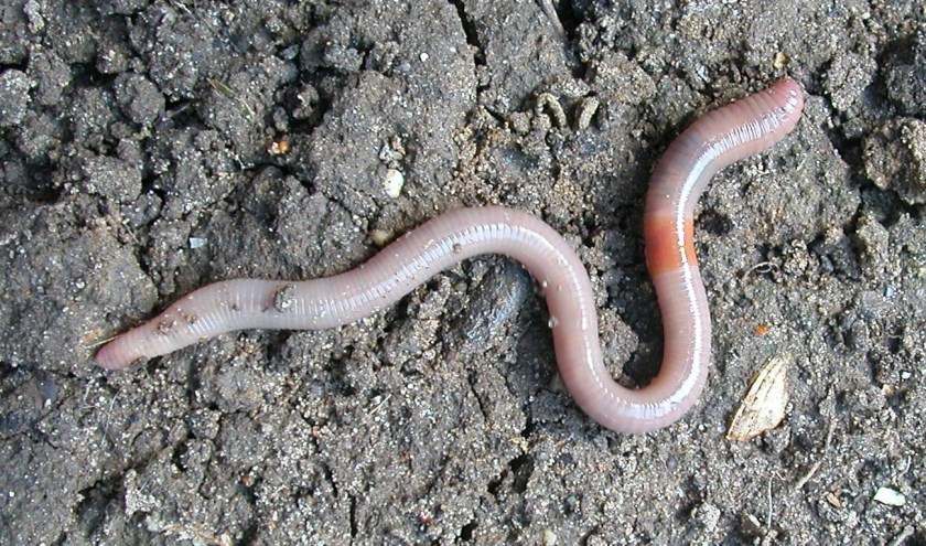 Regenwormen vormen de belangrijkste schakel in de keten van natuurlijke compostering. | Foto: Ron de Goede