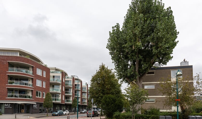 De boom die moet worden verwijderd.