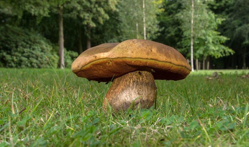 De Heksenboleet dankt zijn naam aan een toverkunstje.