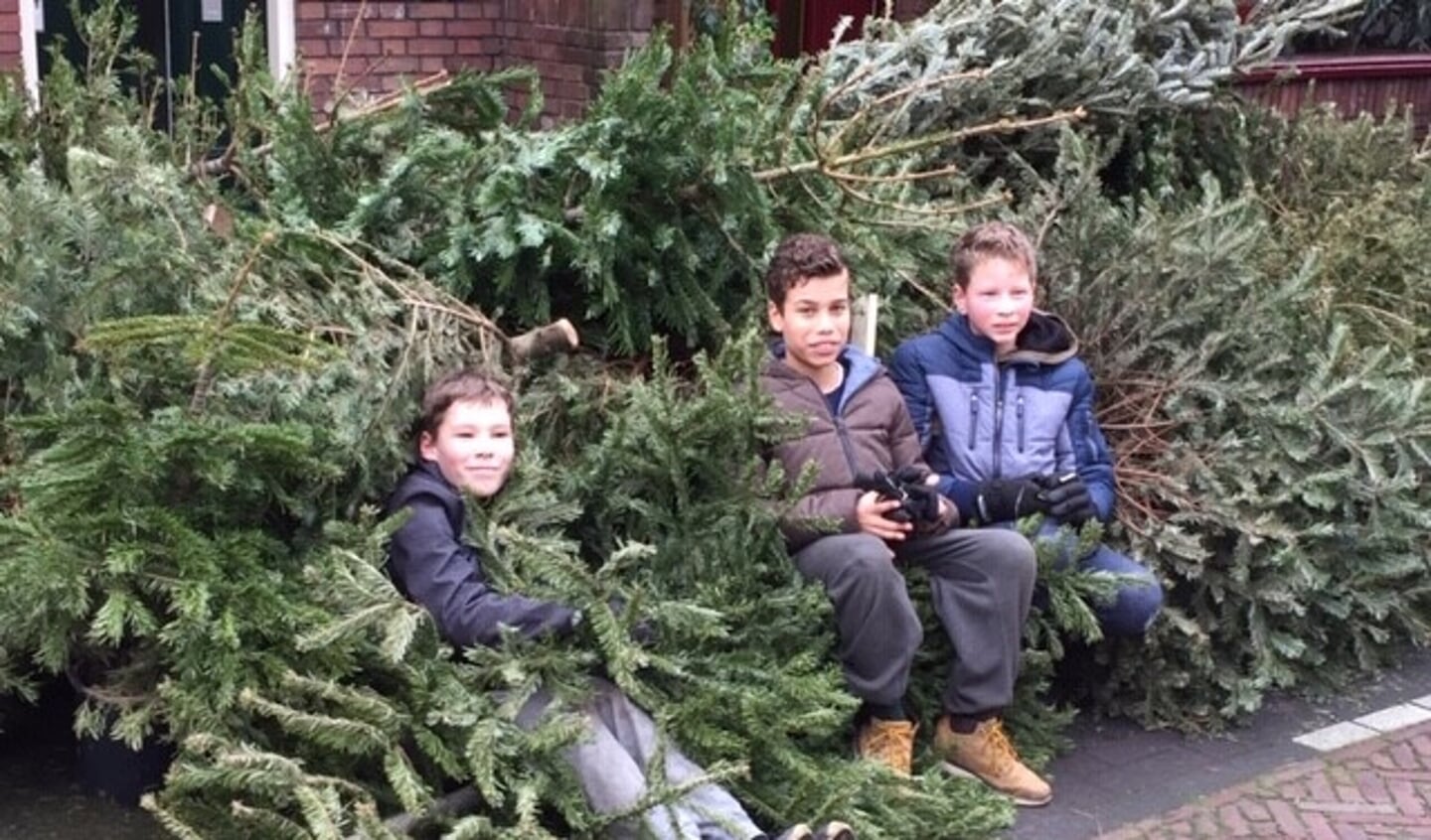 Lars, Guido, Mendel en Thomas (niet op de foto) uit de Koningstraat hebben dit jaar 123 kerstbomen ingezameld.