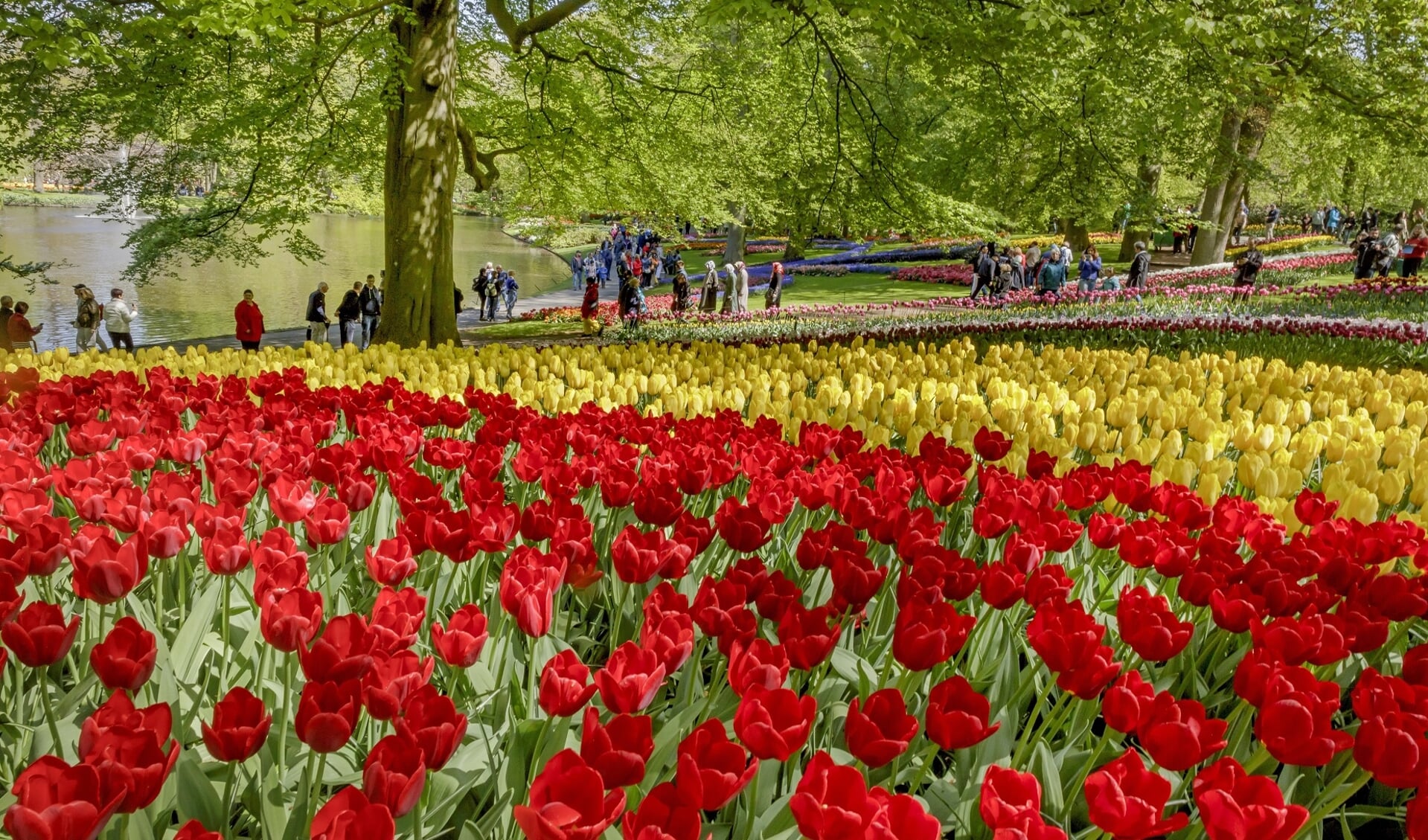 Inwoners van Lisse kunnen Keukenhof 8 april in de middag gratis bezoeken.