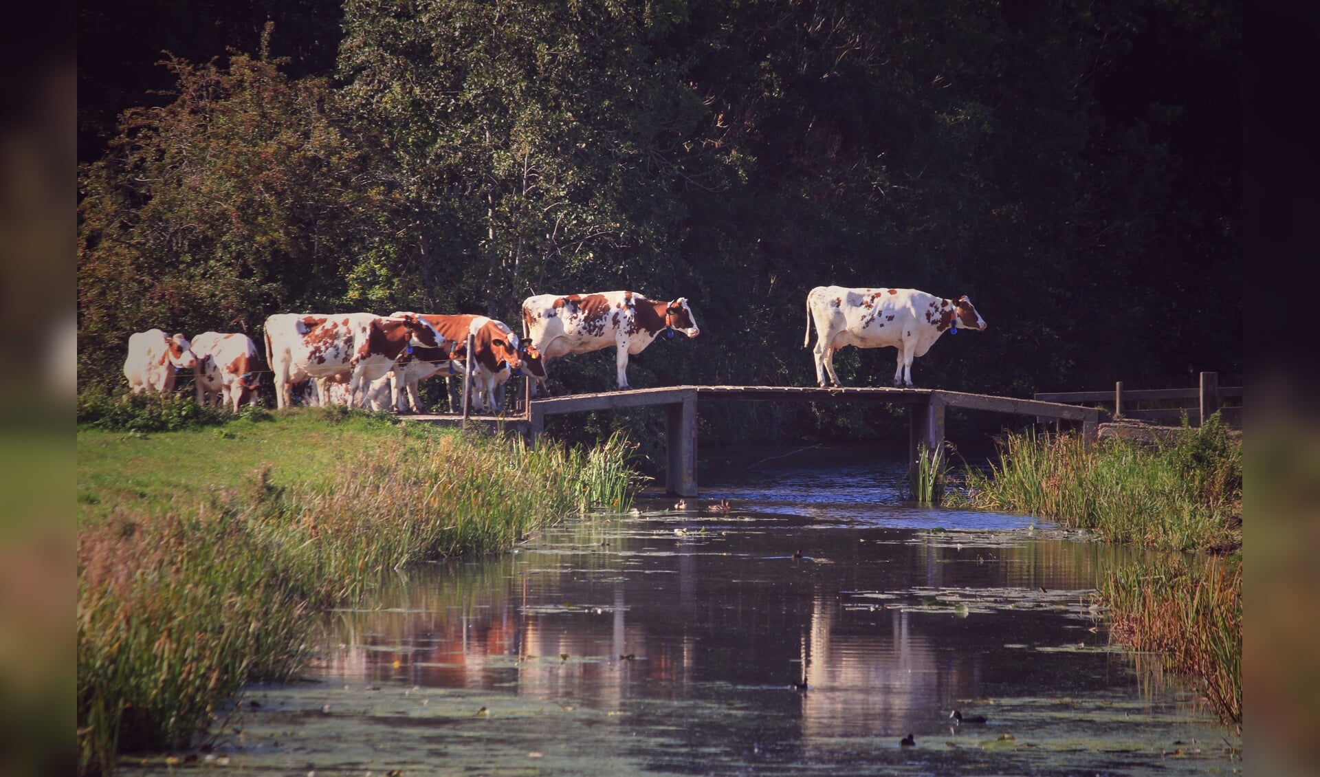 Op hun gemak kuieren de koeien over het bruggetje, in beeld gevangen door de fotograaf. 