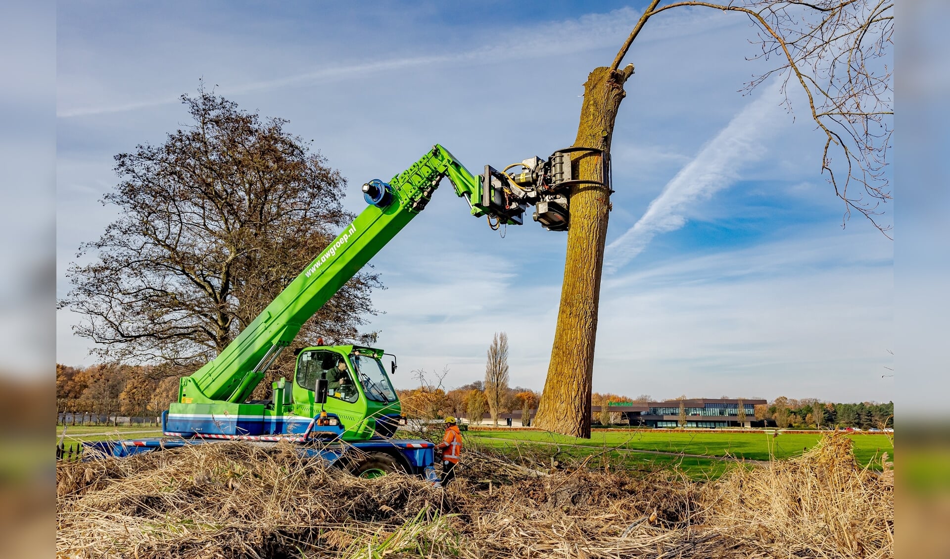 Een van de populieren die uit voorzorg gekapt is. | Foto: Laurens Lindhout/Keukenhof