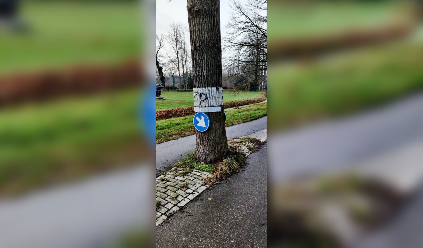 Deze eik wordt in januari gekapt uit voorzorg. Voor de één een zegen, de ander vindt het jammer.