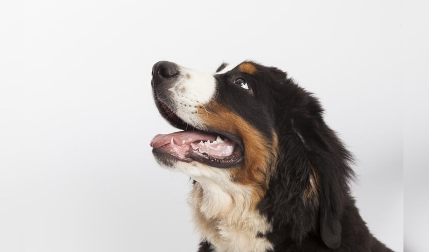 Honden en katten krijgen niet vanzelf een schoon gebit. Tandenpoetsen is belangrijk, maar veel huisdiereigenaren beginnen daar niet aan.