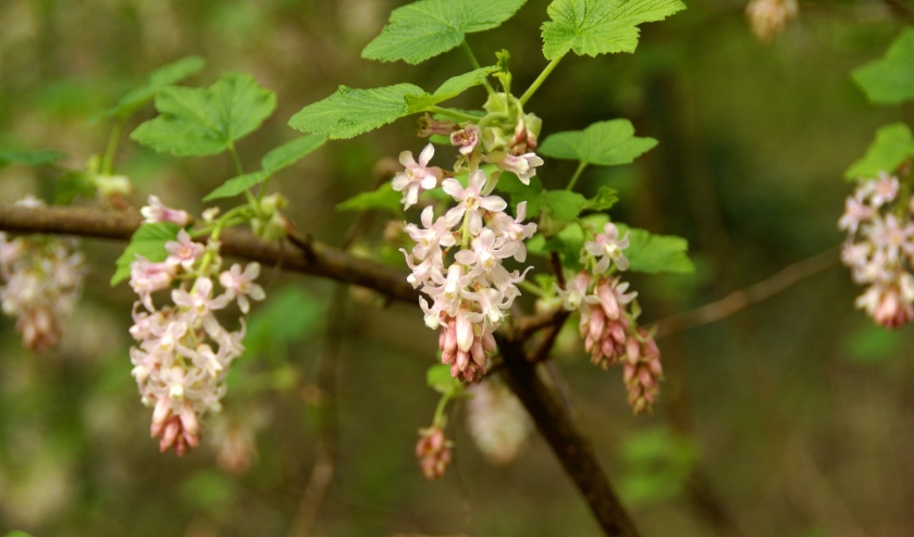 'In het bos bloeit de ribes. Een slap kleurtje weliswaar, maar toch mooi.' | Foto Evelien Voogd