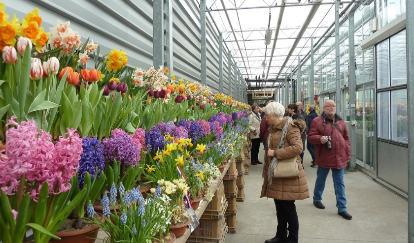 Vooral de hyacinten waren goed te ruiken op de Lenteflora.