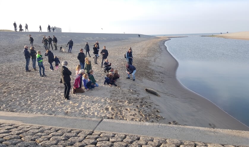 Een zeehond in 2018 | Foto: PR