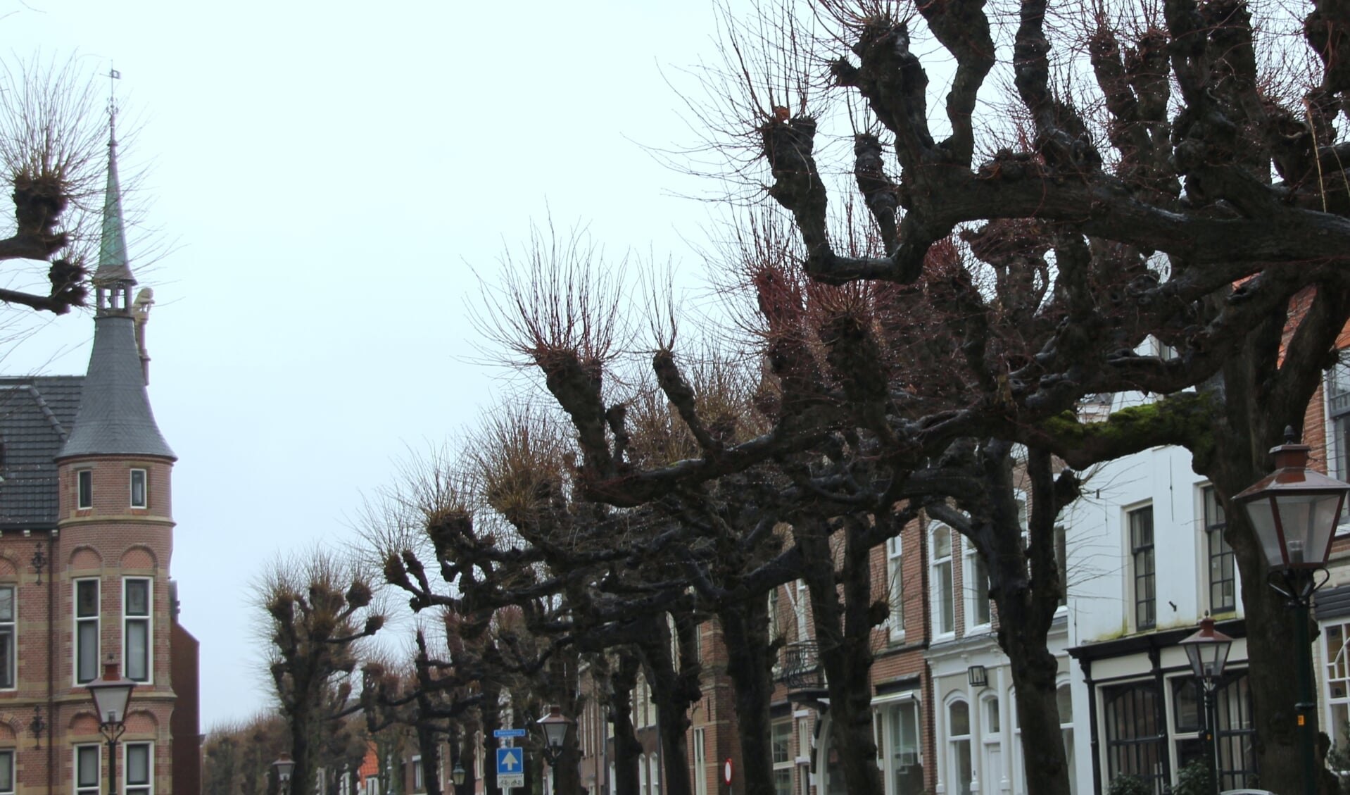 De eeuwenoude Lindebomen zijn sieraden in Noordwijk | Foto: Wim Siemerink