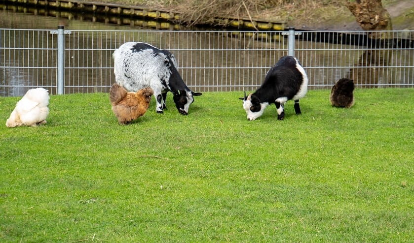 De kippen op de Leiderdorpse kinderboerderij scharrelden vandaag nog lekker buiten rond.