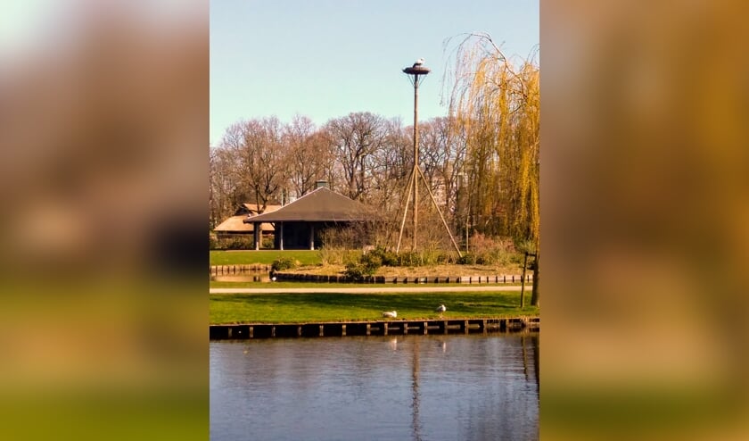 Hans de Bruijn deed boodschappen zag op de weg terug naar huis een ooievaar in het nest in Park Rusthoff zitten.