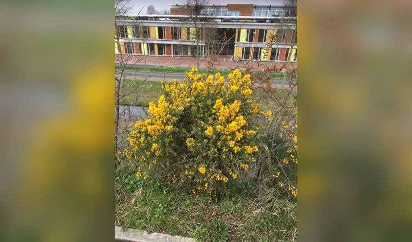 De bloeiende gaspeldoorn met op de achtergrond het gemeentehuis.