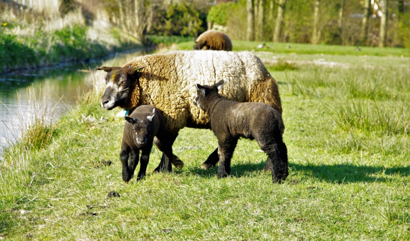 De lammetjes in Henk Heemskerks weiland genieten van de voorjaarszon. | Foto Willemien Timmers