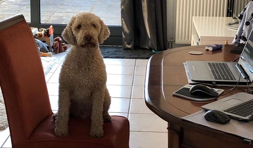 Als je de hele dag thuiswerkt, is het heerlijk om even een ommetje te kunnen maken met de hond.