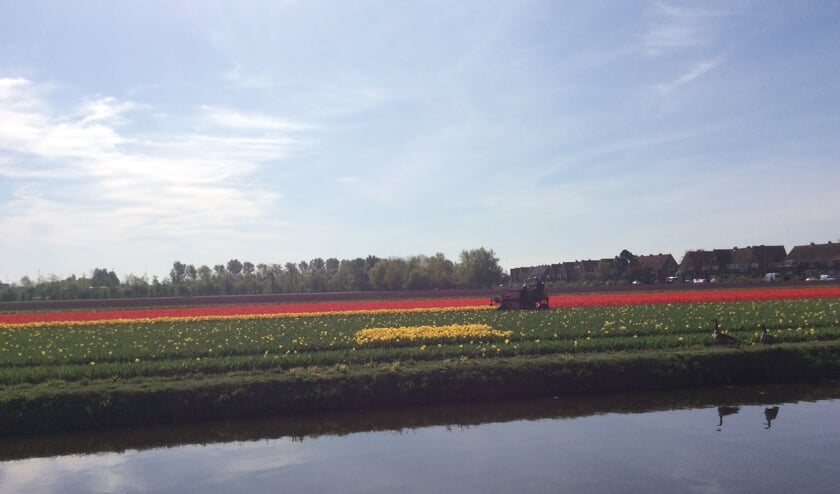 Rechts op deze foto wacht het ganzenpaar tot de kopper hun nest (het gele tulpeneiland) met rust laat. | Foto: Gudrun Serne.
