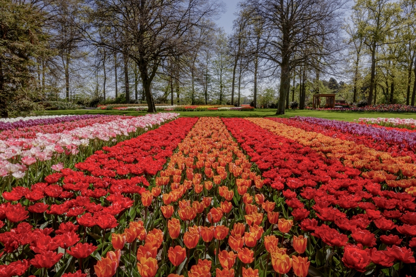 Keukenhof tijdens het seizoen 2020, zonder publiek in het park.