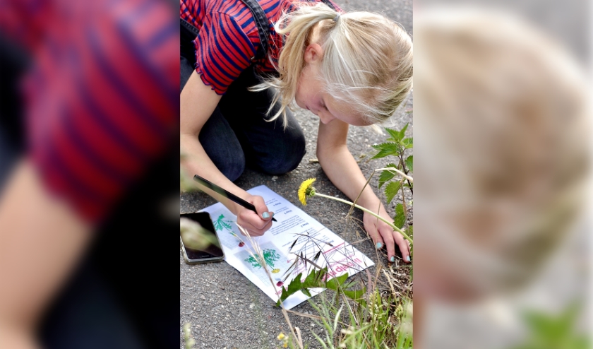Kinderen wordt gevraagd mee te helpen met onderzoek naar paardenbloemen. | Foto: PR