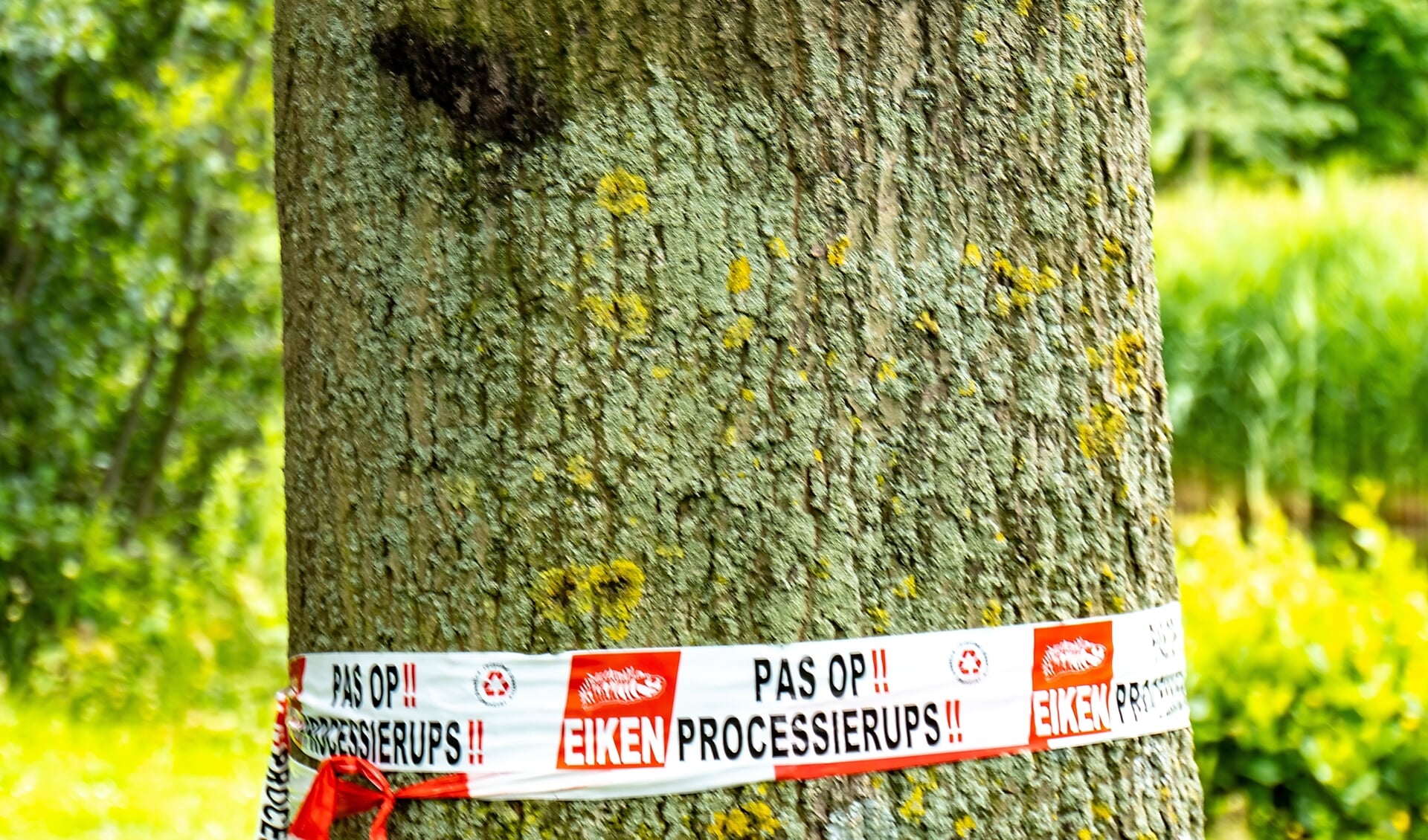 Bomen waarin de eikenprocessierupsen zitten, worden gemarkeerd met een rood-wit lint. De nesten worden zo snel mogelijk verwijderd. 