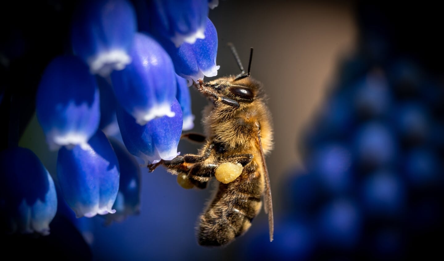 De foto van Robin Valk laat het harde werken, dag en nacht, van de bijen zien.