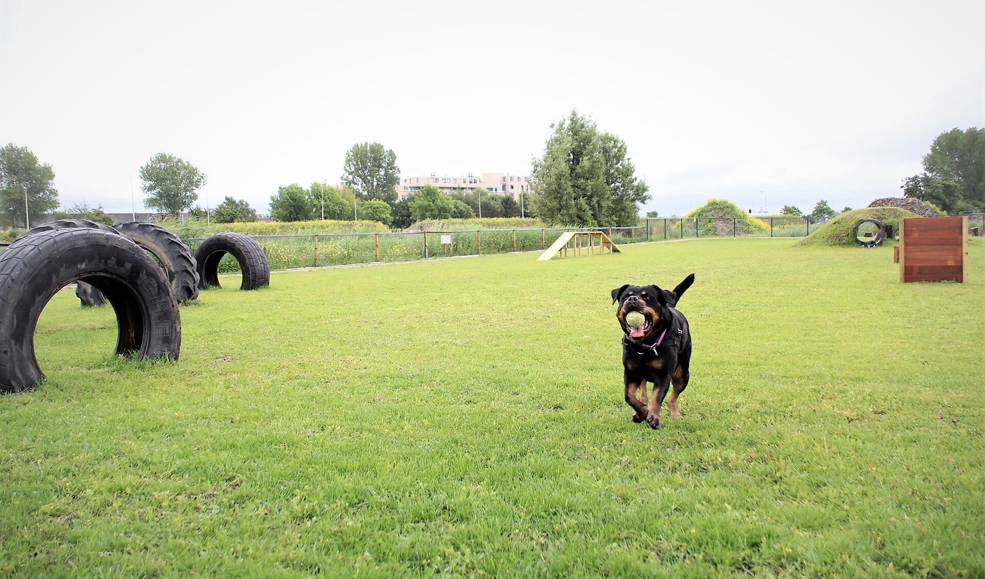 Honden kunnen lekker spelen en ontdekken in de speeltuin in de Duinvallei. | Foto: pr
