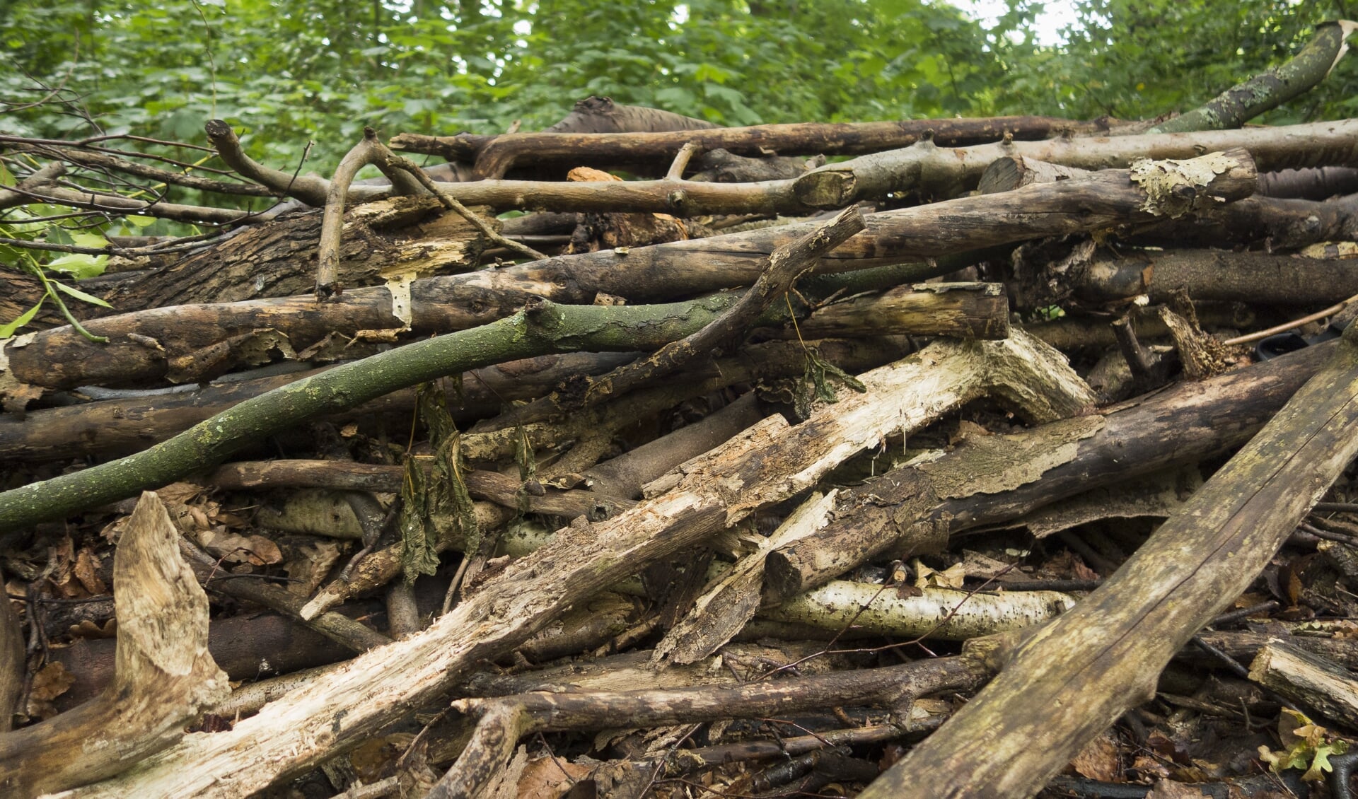 De houtwallen zijn schuilplaatsen voor de dieren. | Foto: pr./Kees Guldemond
