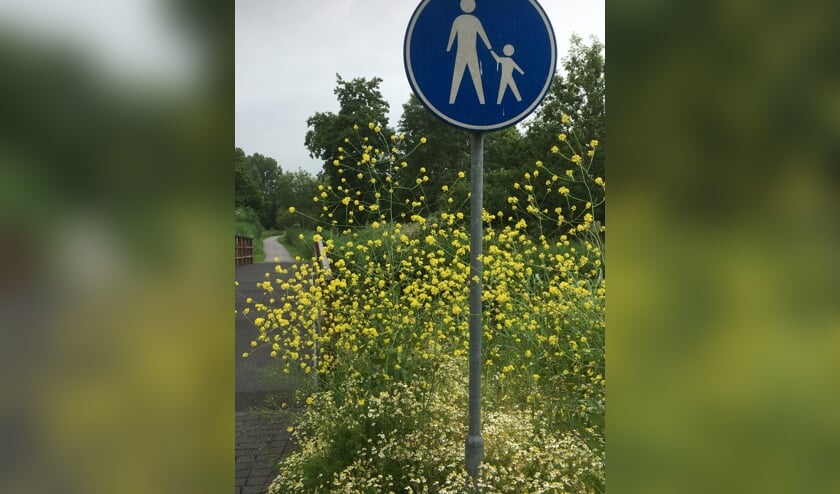 Zwarte mosterd in de Houtkamp.