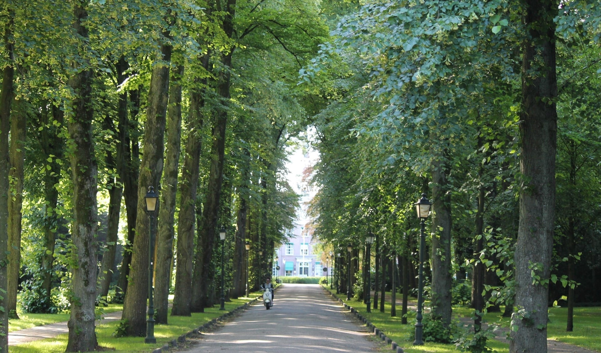 De Bisschopslaan met de hoge bomen aan weerszijde is een van bekendste straten in Warmond.