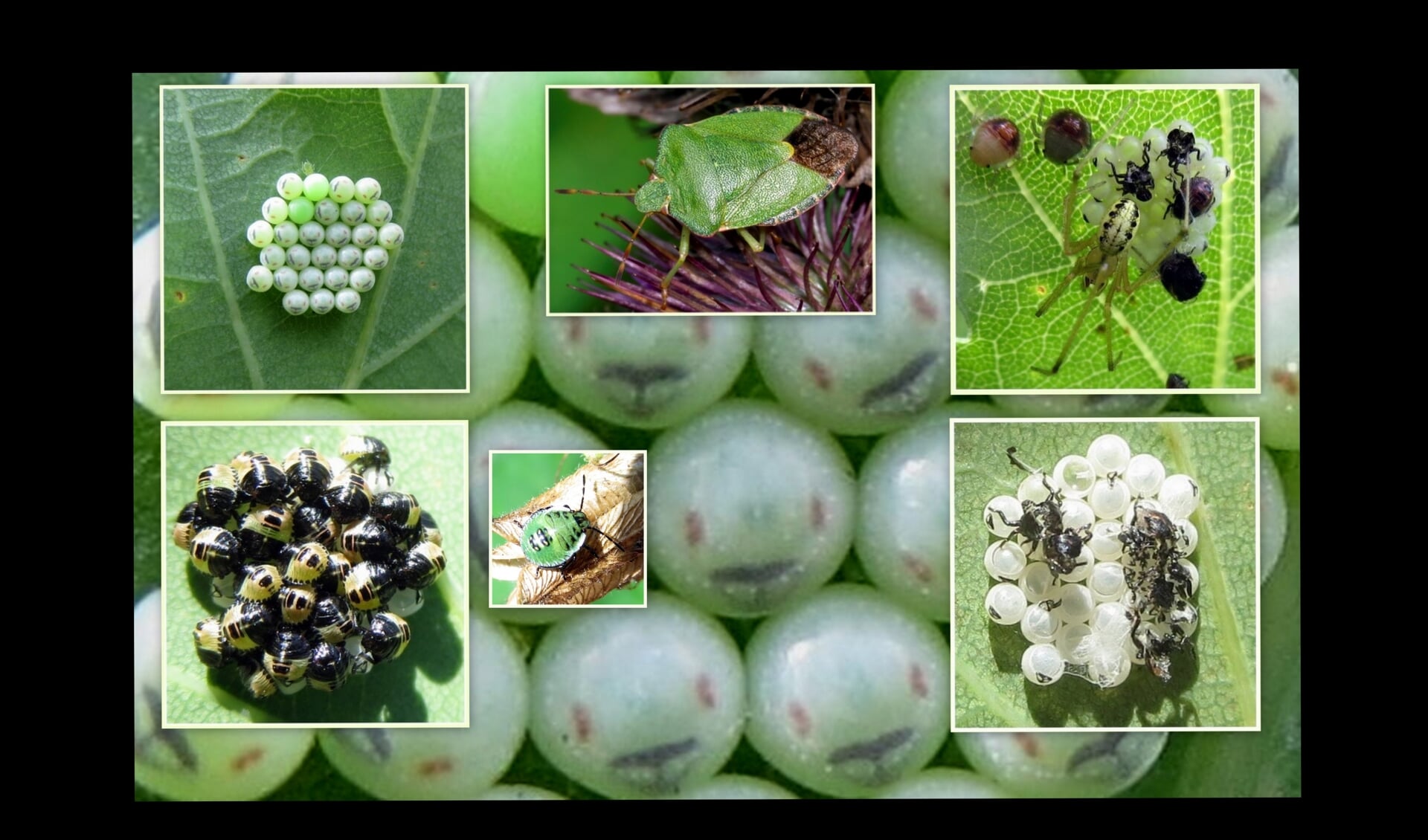 Enkele episodes uit het leven van de groene schildwants. 