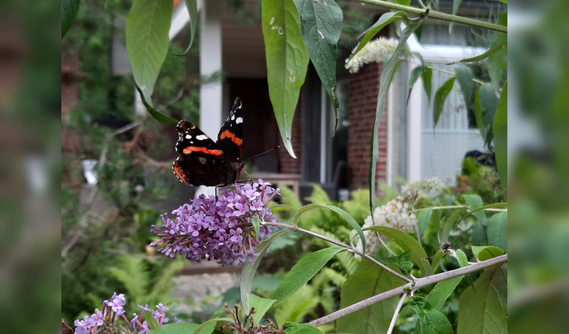 De atalanta, hier op een vlinderstruik, werd in Zuid-Holland het meest geteld.