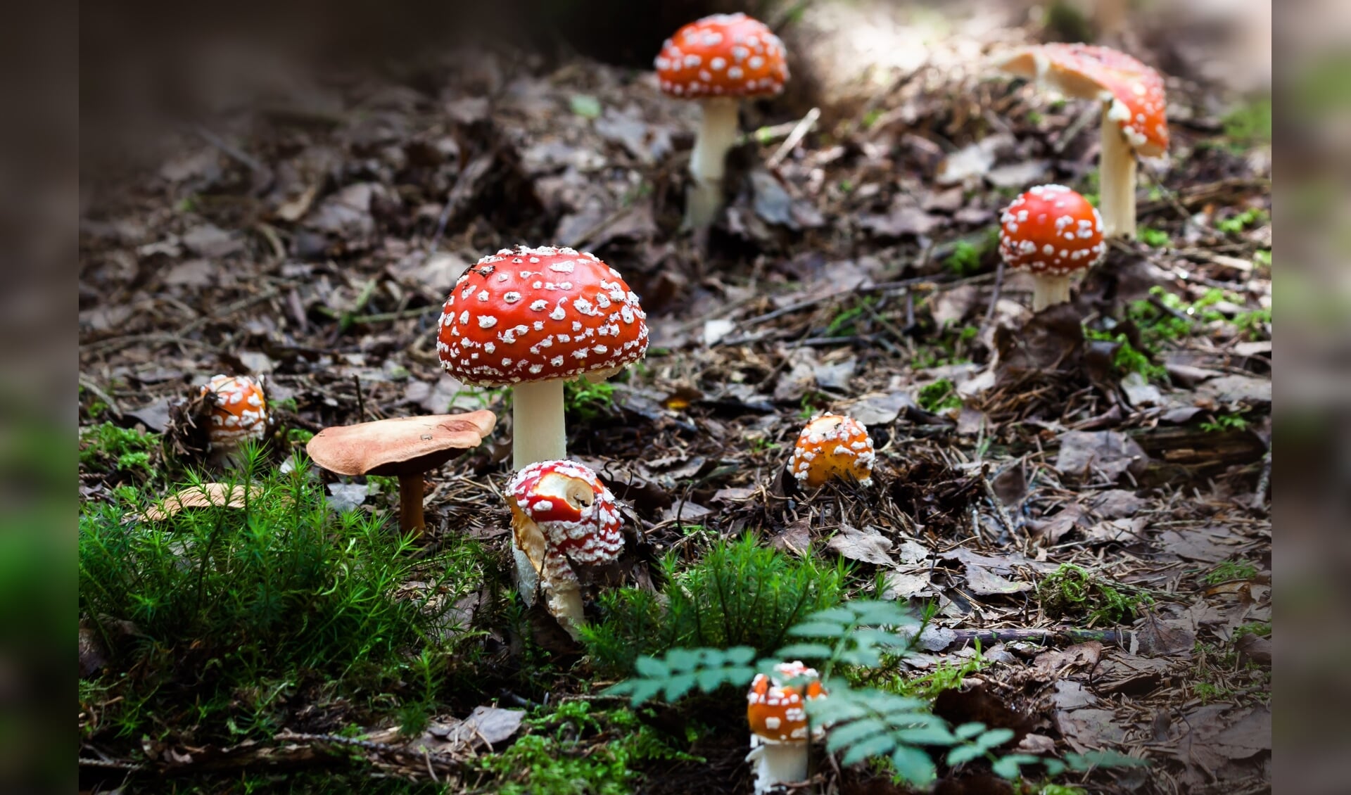 Bij paddenstoelen denken de meeste mensen meteen aan die van 'rood met witte stippen'. Deze draagt de toch minder leuke naam vliegenzwam.