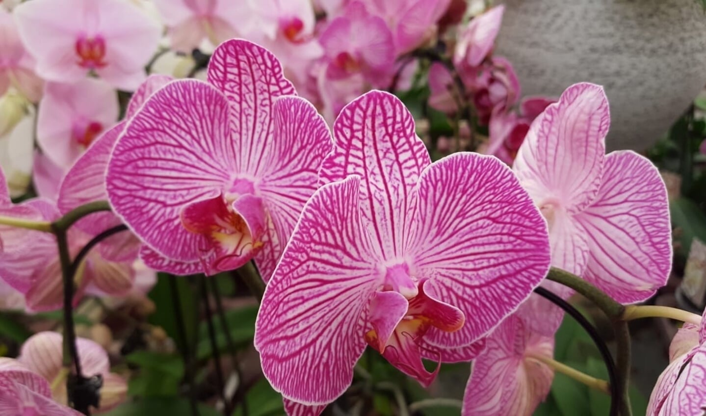 Elke orchidee heeft haar eigen schoonheid.