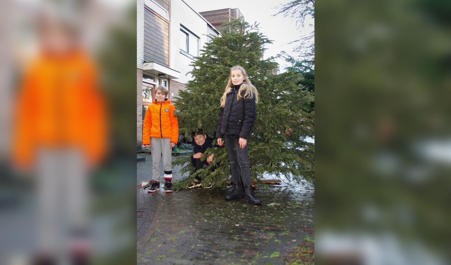 In Poelgeest sleepten Hugo, Max en Ilena samen heel veel kerstbomen bij elkaar: ook hele grote.
